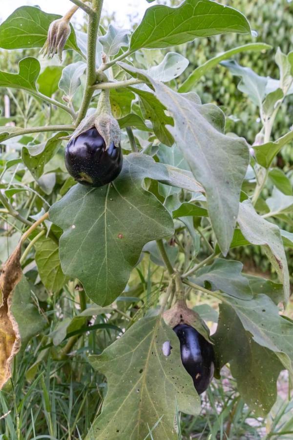Platanos Vasilikí Exterior foto